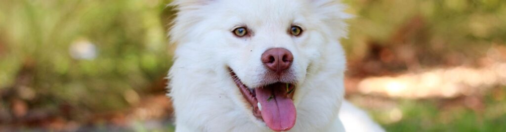 Nomi di Cani Maschi