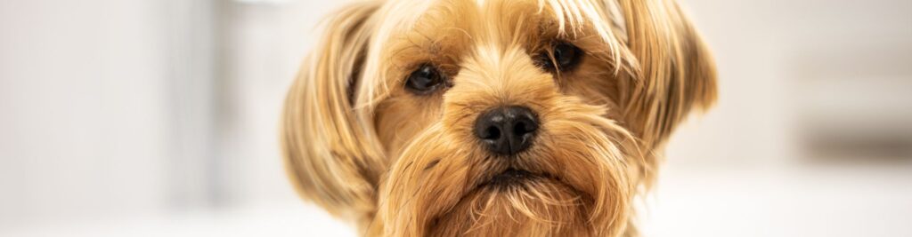 nomi per cani
