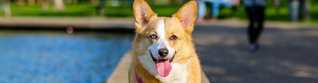 Nomi di Cani Femmine