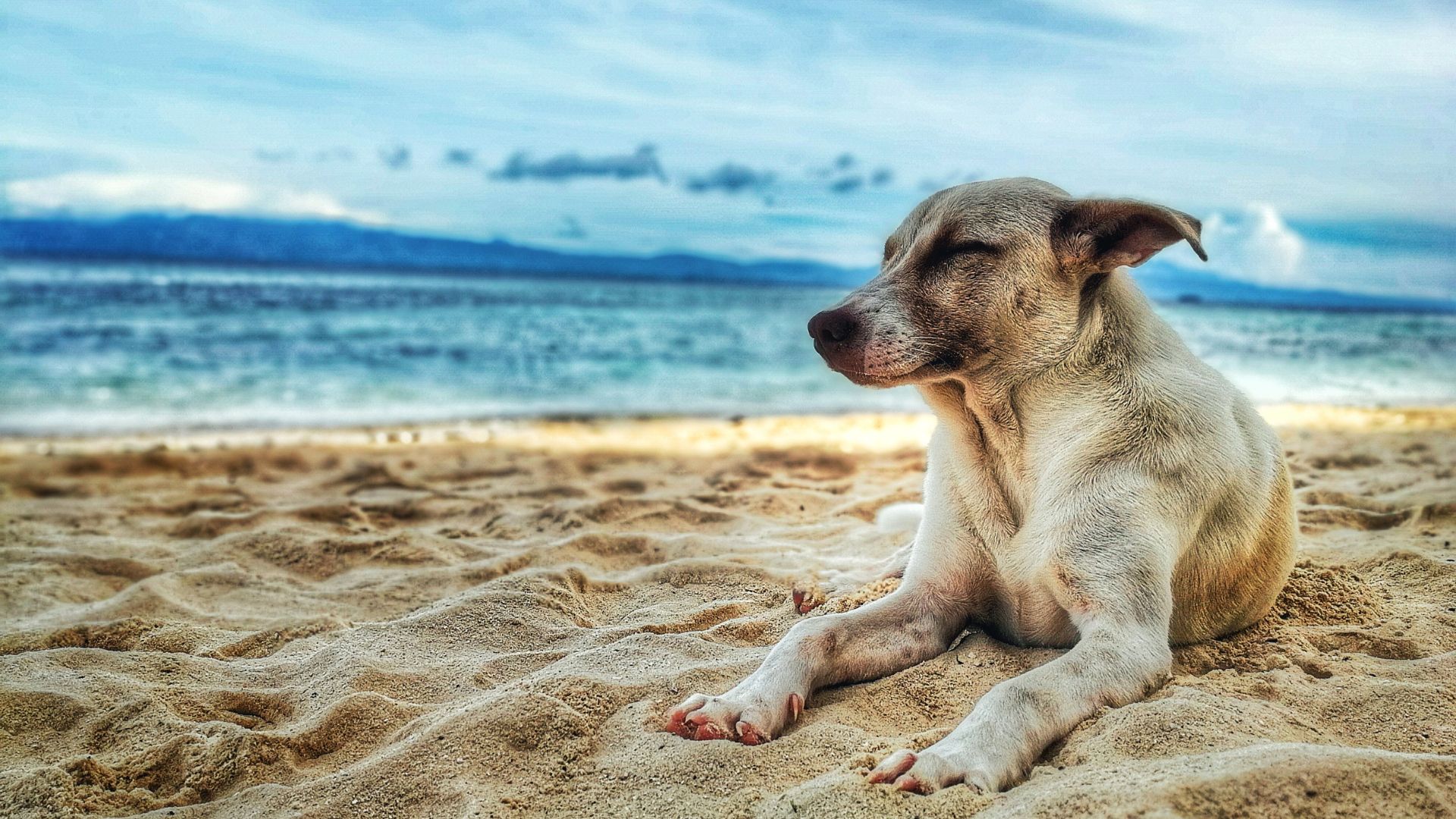 Consigli per Viaggiare con il Tuo Cane CONSIGLI PER I PROPRIETARI DI CANI