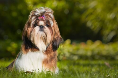 CONSIGLI PER I PROPRIETARI DI CANI