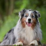 nomi di cani