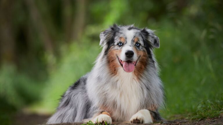 nomi di cani
