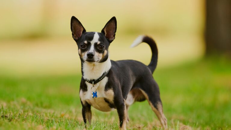 nomi di cani