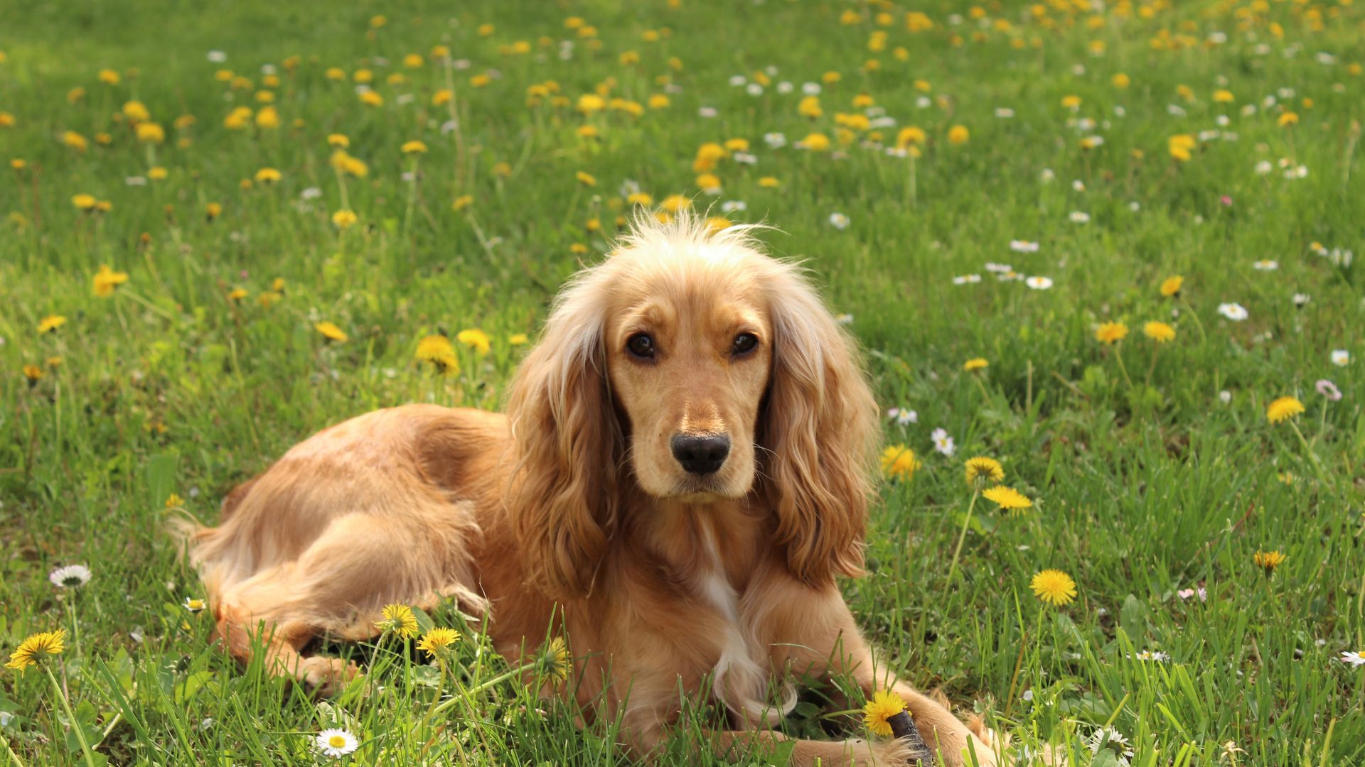 Idratazione: Quanto Deve Bere il Tuo Cane