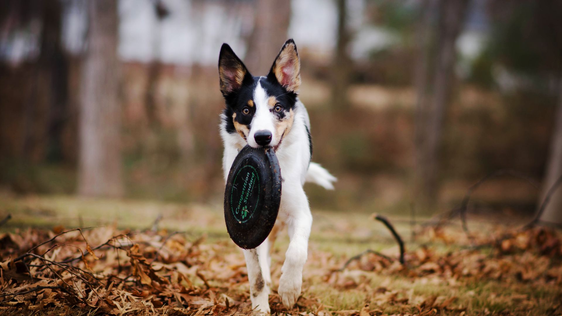 nomi di cani