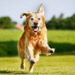 nomi di cani