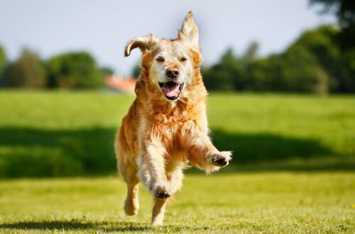 nomi di cani
