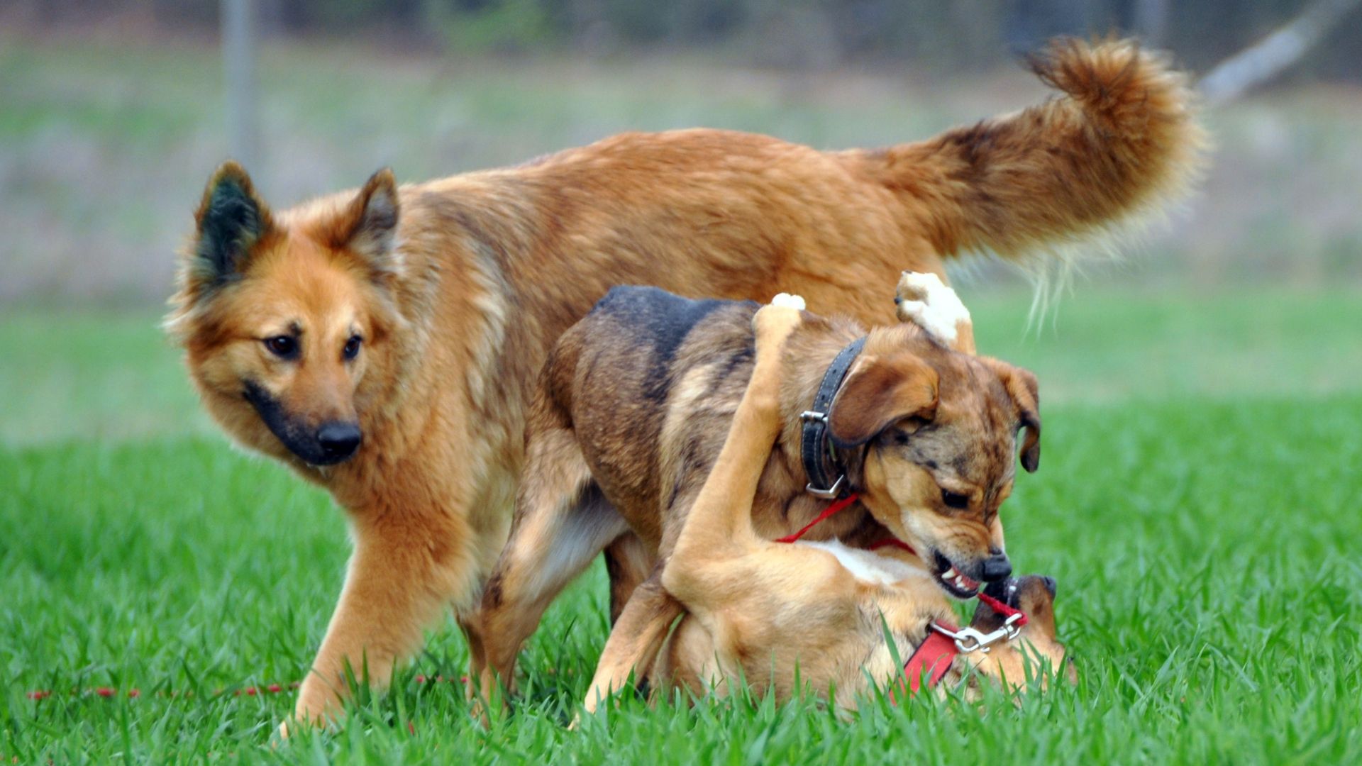 nomi di cani