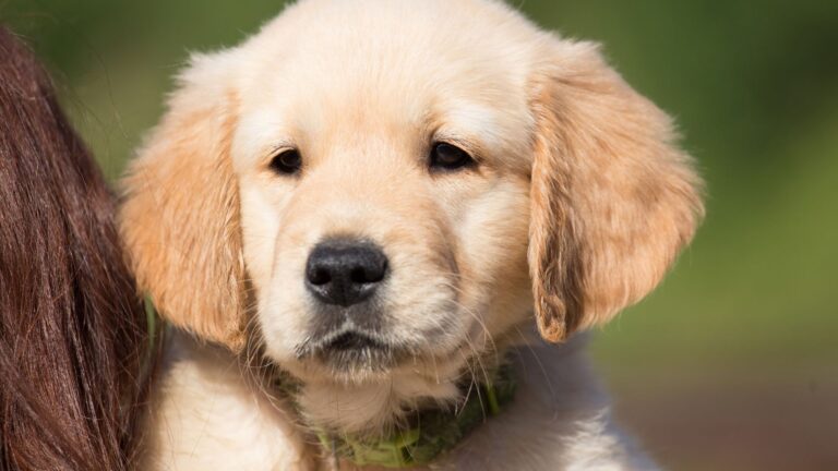 Come Gestire le Malattie Croniche nel Cane