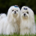 nomi di cani