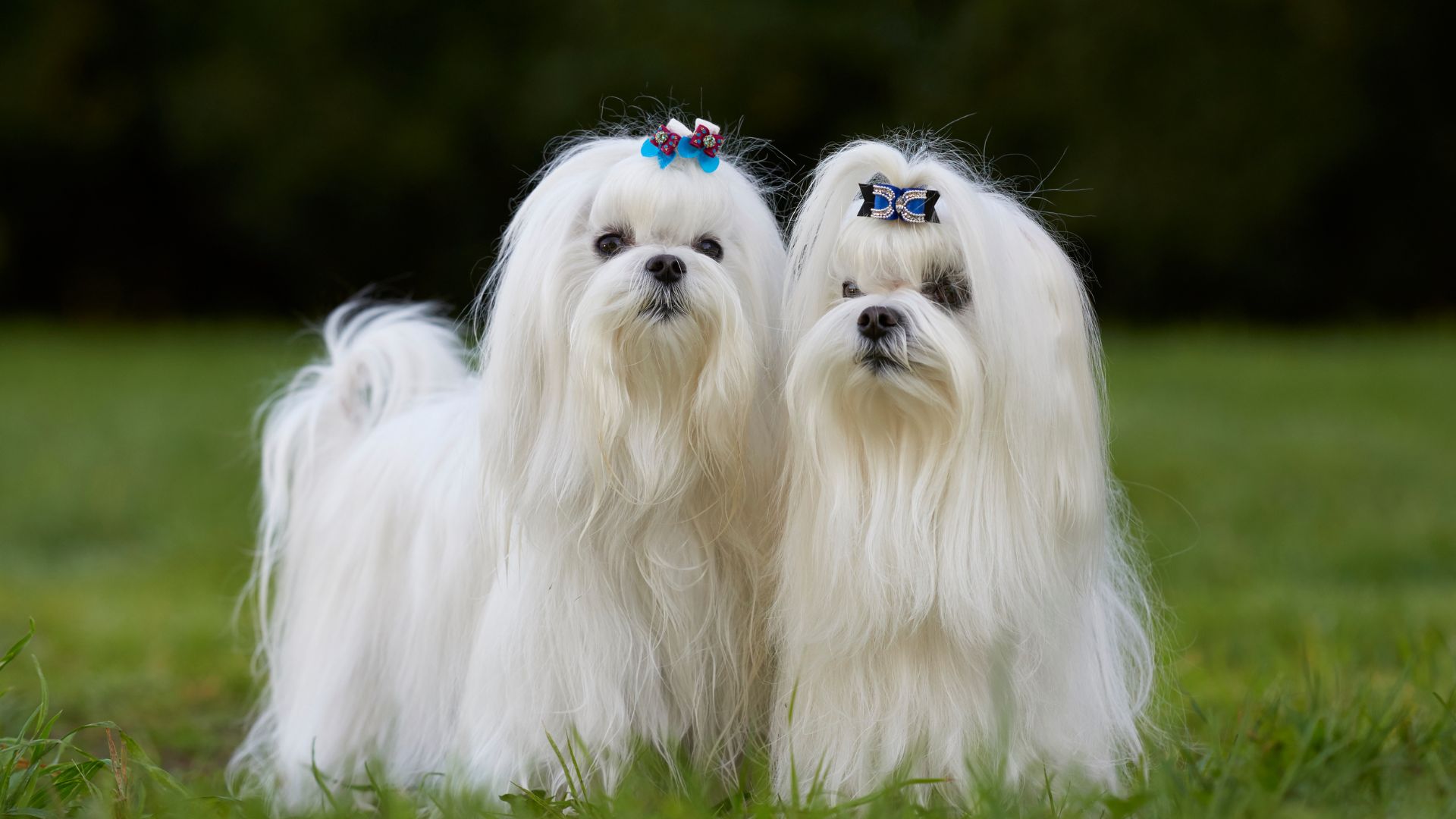 nomi di cani