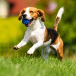nomi di cani