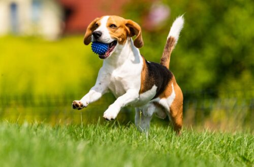 nomi di cani