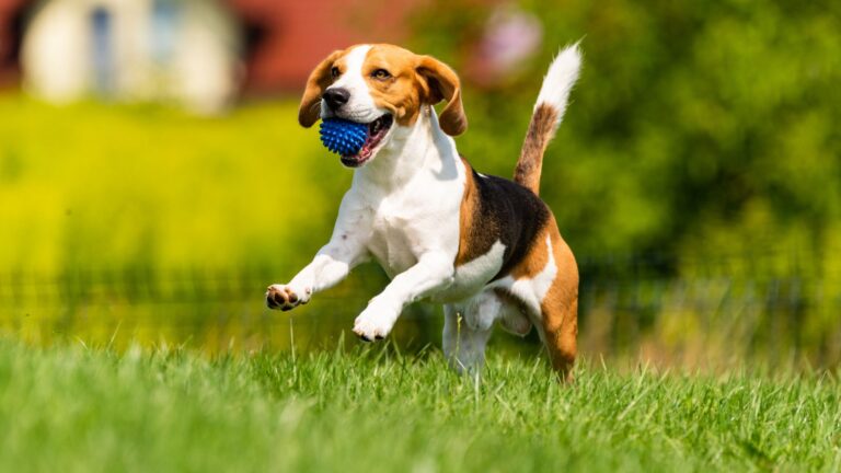 L’importanza del Gioco per la Salute Mentale del Cane