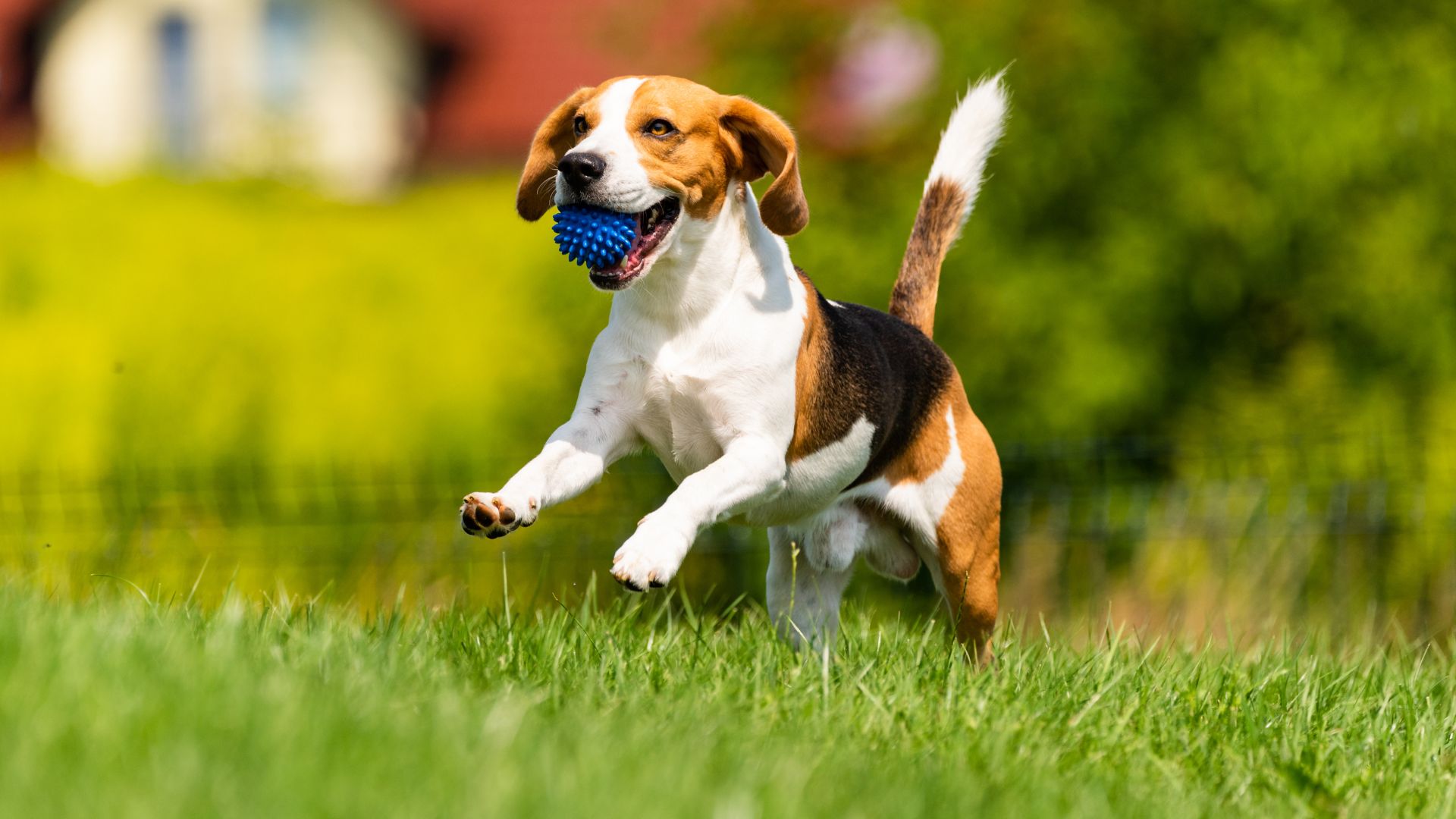 nomi di cani