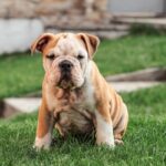 CONSIGLI PER I PROPRIETARI DI CANI