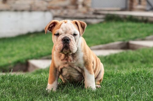 CONSIGLI PER I PROPRIETARI DI CANI