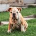 CONSIGLI PER I PROPRIETARI DI CANI