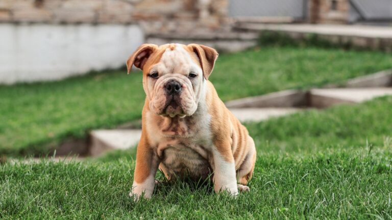 CONSIGLI PER I PROPRIETARI DI CANI