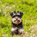 nomi di cani