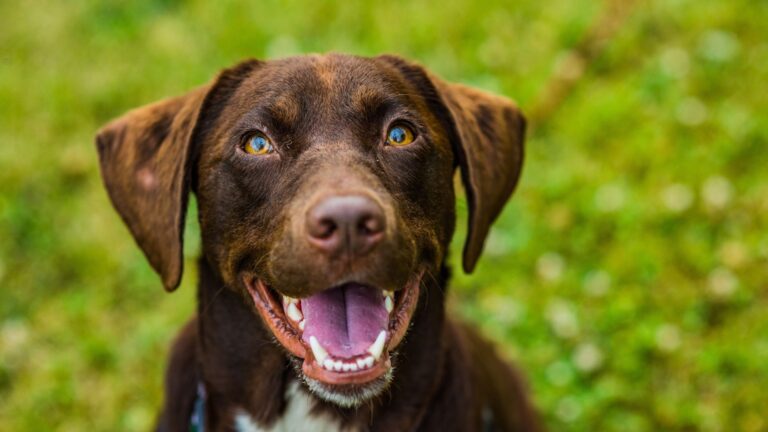 L’importanza del Riposo e del Sonno per il Cane