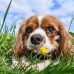 nomi di cani