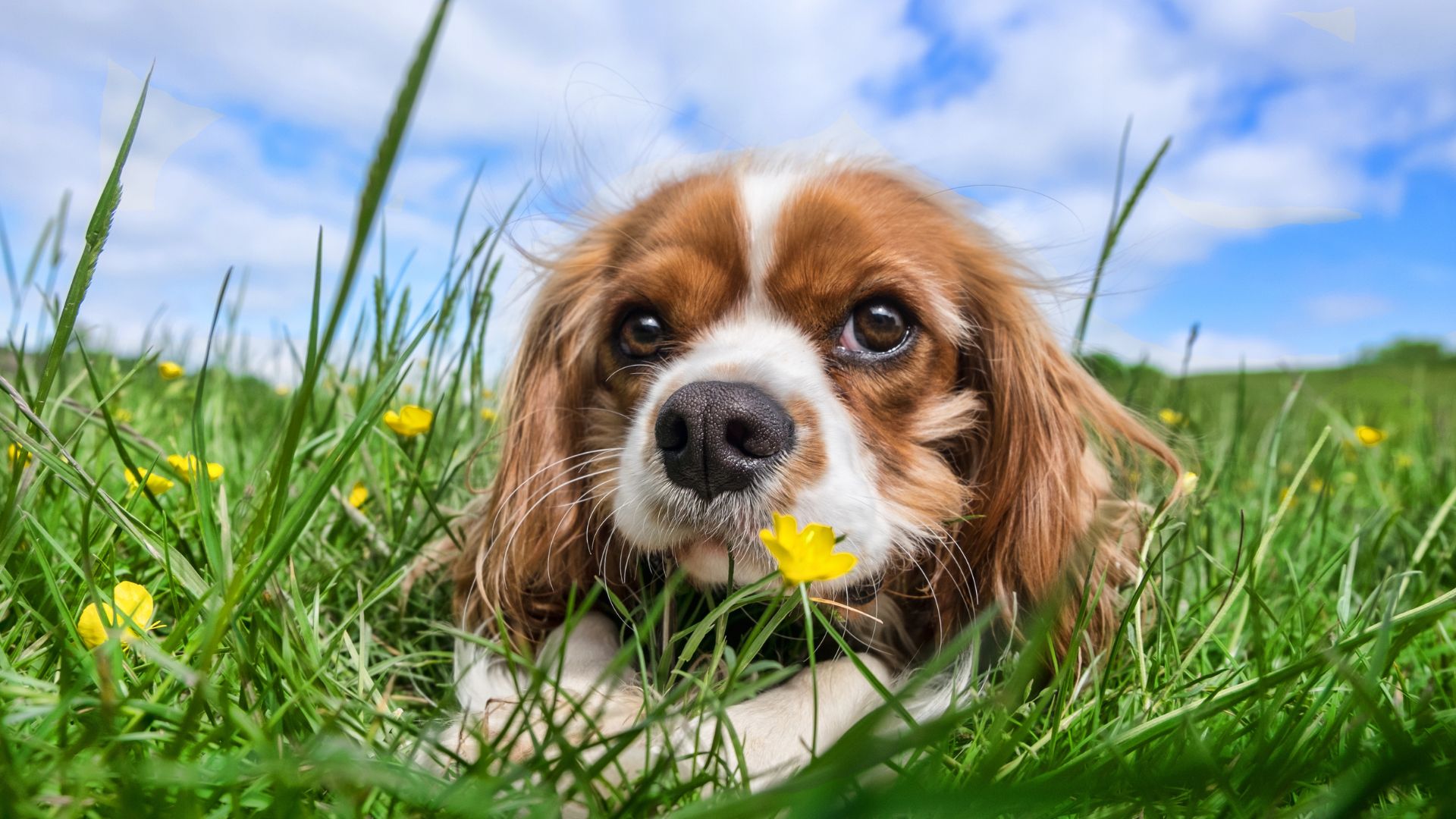 nomi di cani