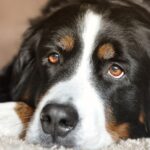 nomi di cani