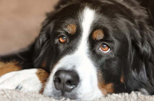 nomi di cani