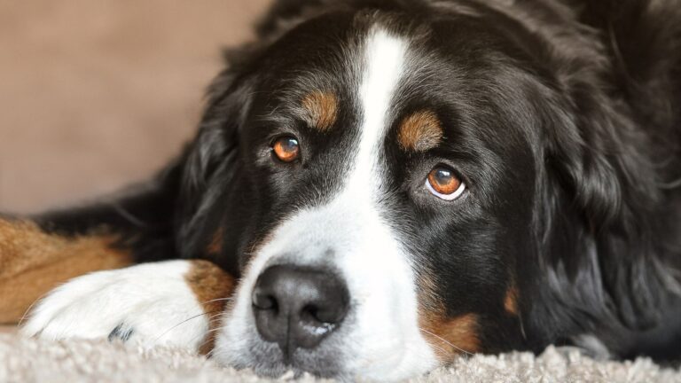 nomi di cani