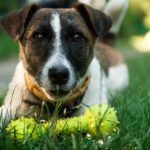 nomi di cani