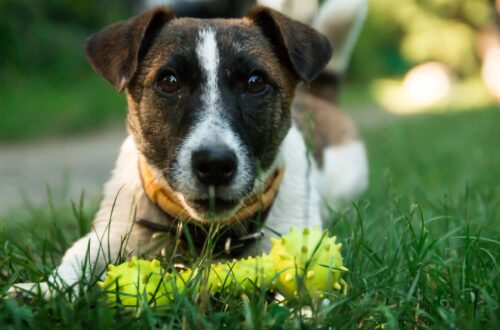 nomi di cani