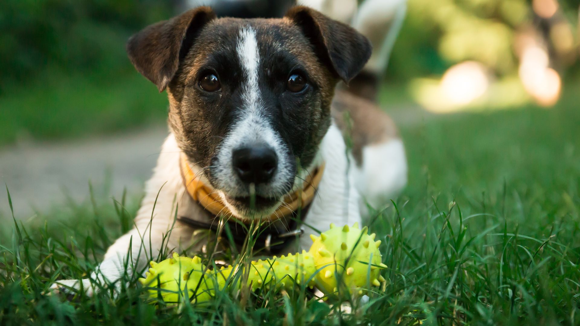 nomi di cani