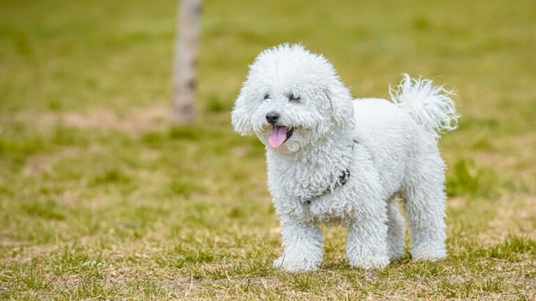Come Creare un Ambiente Sicuro in Casa per il Tuo Cane