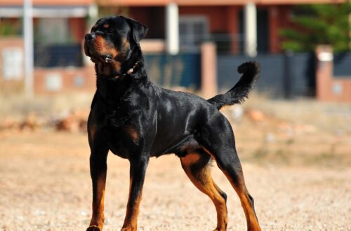 CONSIGLI PER I PROPRIETARI DI CANI