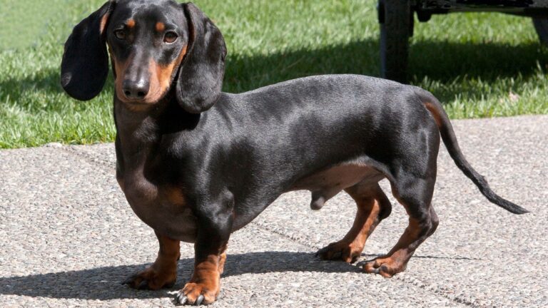Come Mantenere il Pelo del Cane Lucido e Sano