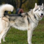 CONSIGLI PER I PROPRIETARI DI CANI