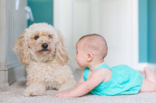 Cane e neonato in arrivo come comportarsi