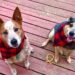 Cane maschio o femmina: quale scegliere?