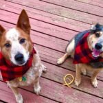 Due cani, uno con orecchie dritte e l'altro con orecchie flosce, indossano bandane rosse.