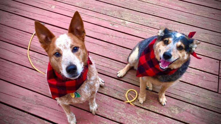 Due cani, uno con orecchie dritte e l'altro con orecchie flosce, indossano bandane rosse.