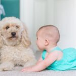 Un cane e un neonato giocano insieme sul tappeto di casa.