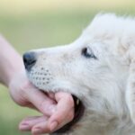 Un cucciolo bianco morde delicatamente la mano di una persona.