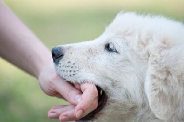 Un cucciolo bianco morde delicatamente la mano di una persona.
