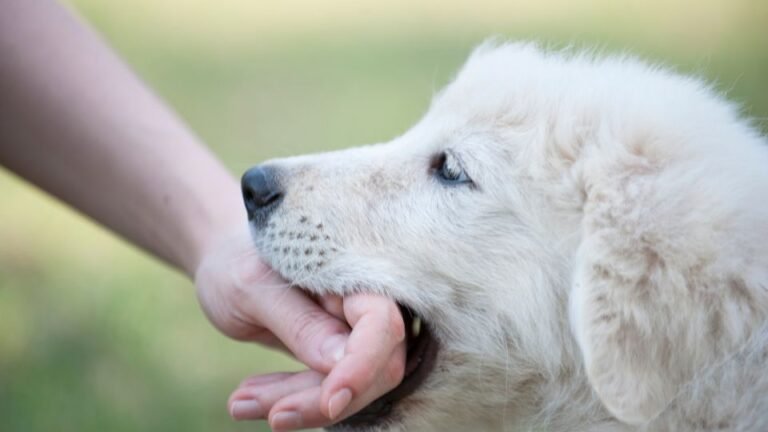 Morso di cane: cosa fare?