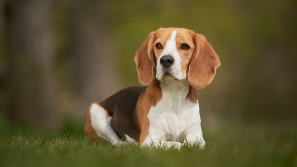 Nomi per cani beagle