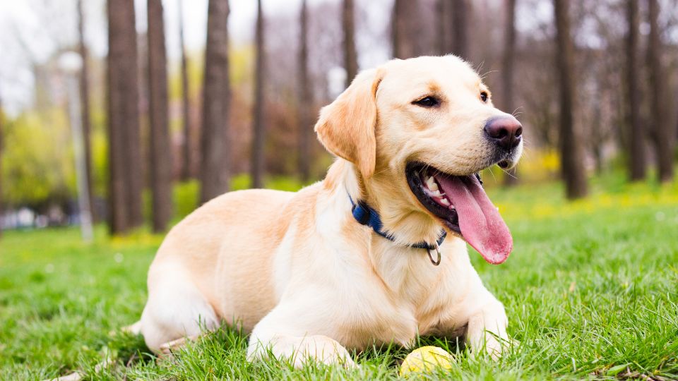 Nomi per cani labrador
