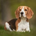 Un Beagle sdraiato sull'erba, con un'espressione attenta e curiosa.