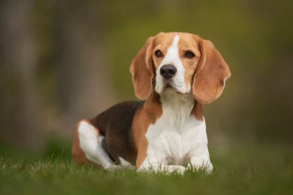 Un Beagle sdraiato sull'erba, con un'espressione attenta e curiosa.